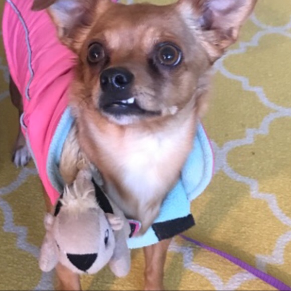 💖🎾🐶BELLA⭐️☀️🦋 - Picture 2 of 14